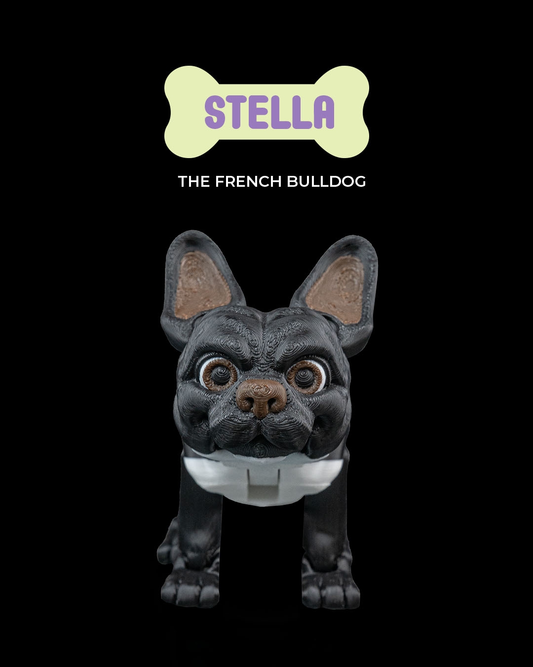 Stella the French Bulldog